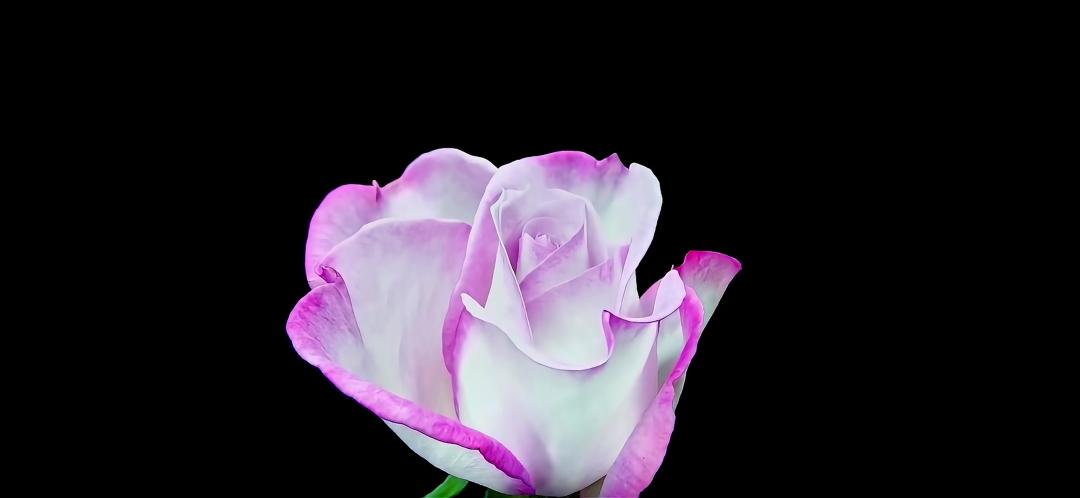 冬奥会世界纪录_值得好好活着的理由 好消息分享平台 冬奥会中国代表团